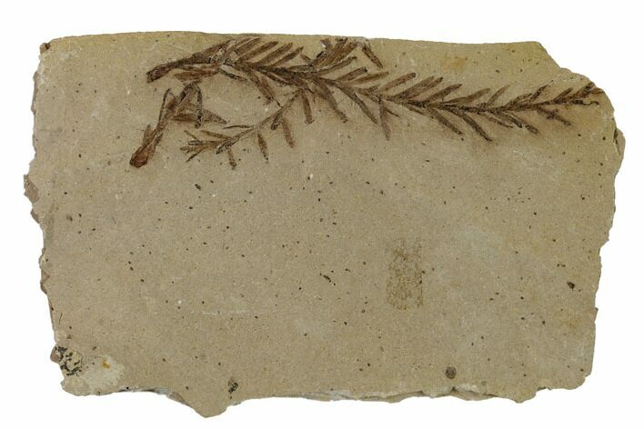 Dawn Redwood (Metasequoia) Fossils - Montana #165216